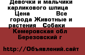 Девочки и мальчики карликового шпица  › Цена ­ 20 000 - Все города Животные и растения » Собаки   . Кемеровская обл.,Березовский г.